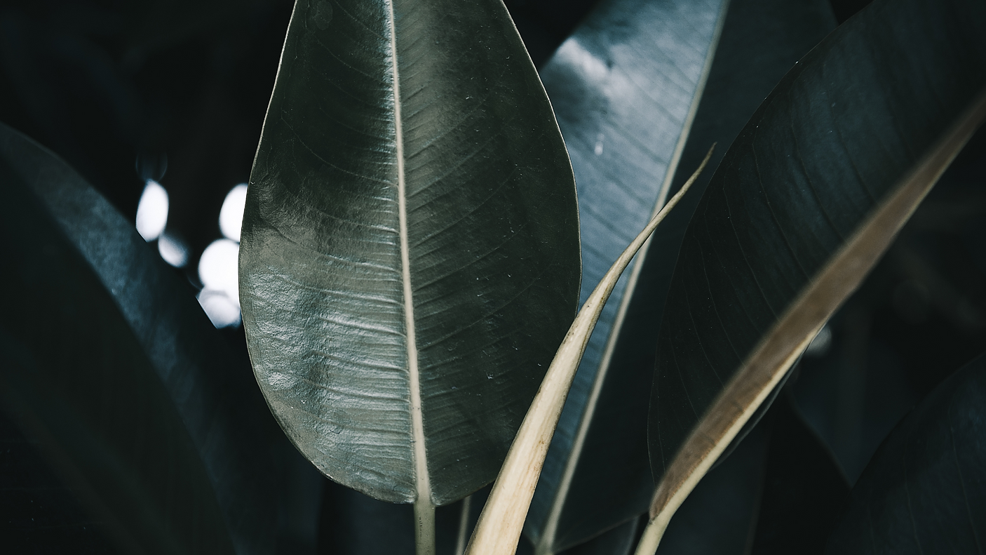 stylische Hintergründe_Blatt.png