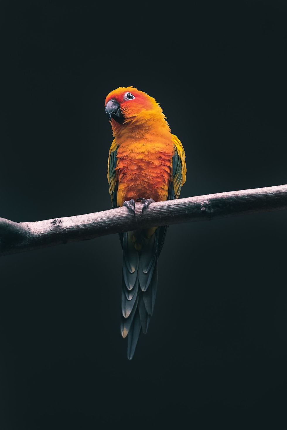 ree