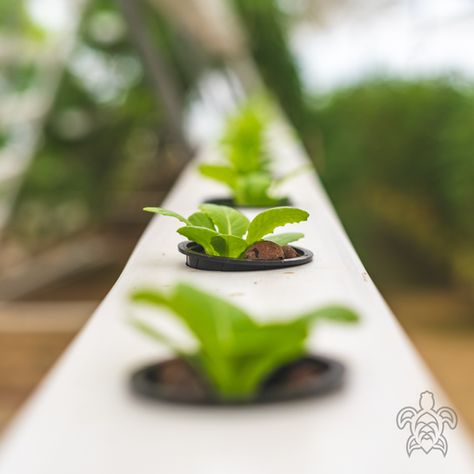 Hydroponic farming
