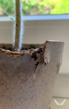 202202 n2n flower pot degrading Spectabio REC UP.png