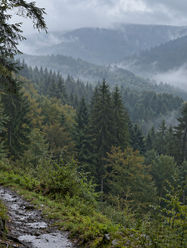 Regen im Thüringer Wald