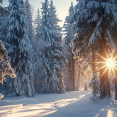Eine wunderschöne Winterlandschaft mit der Sonne die durch die verschneiten Baumkrohnen leuchtet