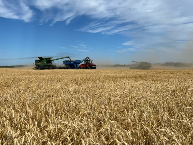 Combine harvesters working in a golden wheat field