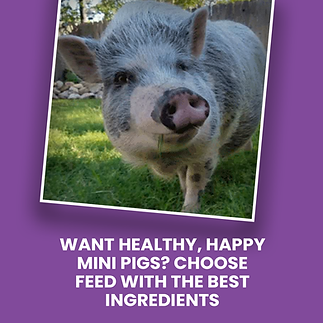 WANT HEALTHY, HAPPY MINI PIGS_ CHOOSE FEED WITH THE BEST INGREDIENTS.png