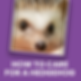 HOW TO CARE FOR A HEDGEHOG.png