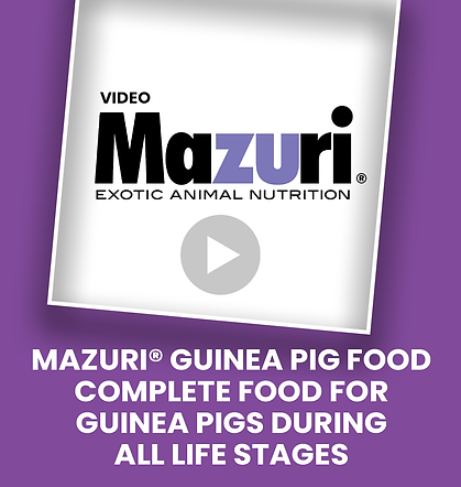 MAZURI® GUINEA PIG FOOD - COMPLETE FOOD FOR GUINEA PIGS DURING ALL LIFE STAGES.png