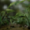 Frog's Diorama