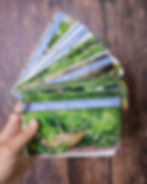 Thumbnail: Wild Edible Card Set