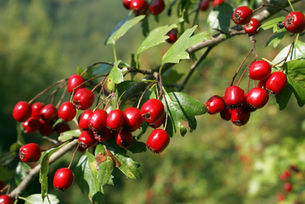 Cardiovascular Herbal Support