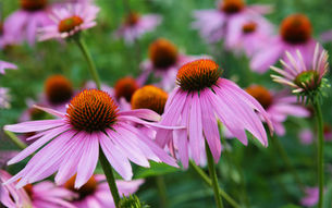Echinacea