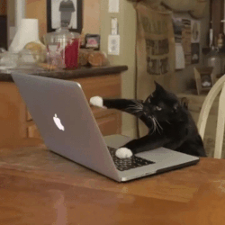 A gif from Giphy. The gif is of a black cat frantically typing on a laptop.