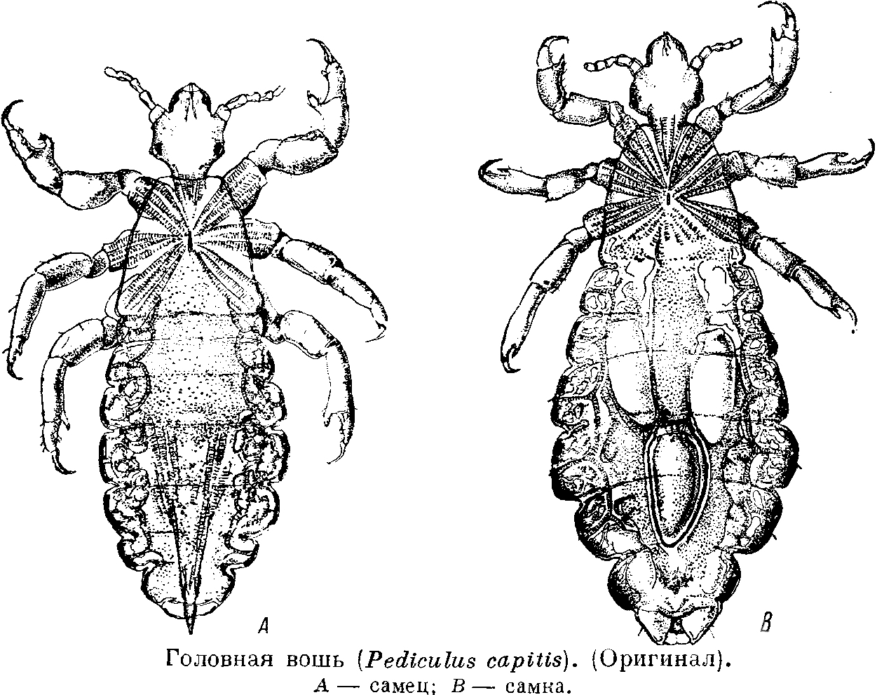 Какой цифрой обозначена самка головной вши. Платяная вошь строение самки. Платяная вошь самка и самец. Строение платяная вошь самец. Pediculus humanus capitis строение.