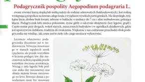 SMAKI POLSKIEJ PRZYRODY
