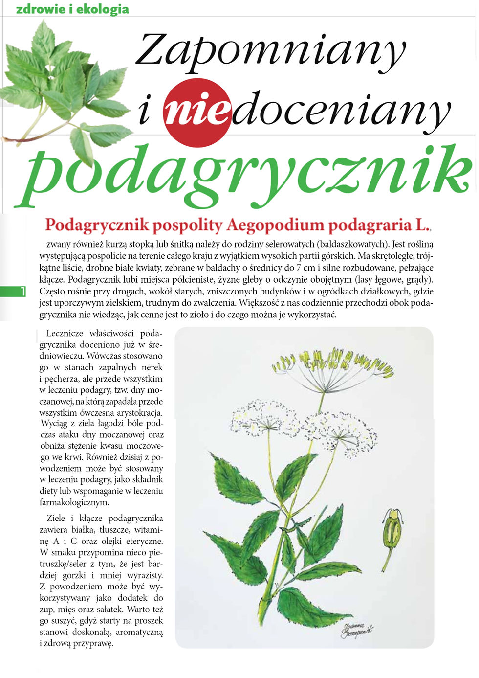 SMAKI POLSKIEJ PRZYRODY 