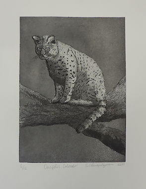 Gato montes intaglio -2017.jpg