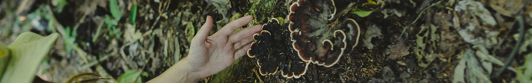 volunteer permaculture