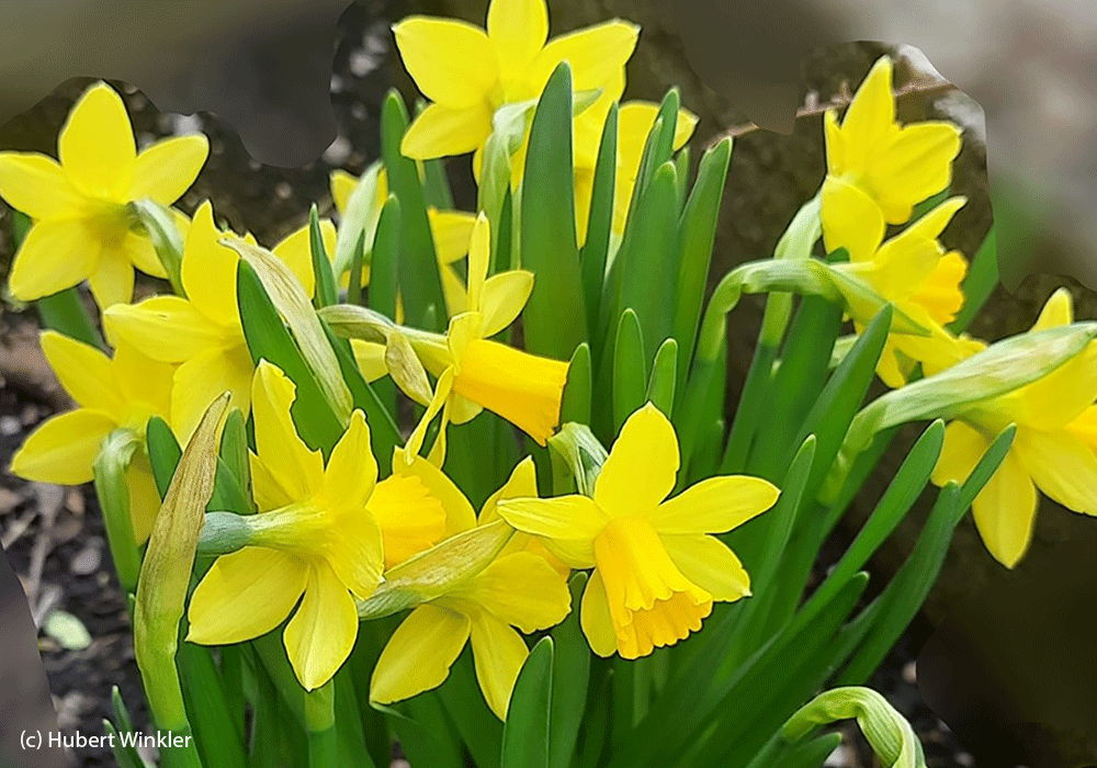 NeuerThemenkreis_Osterfestkreis.gif