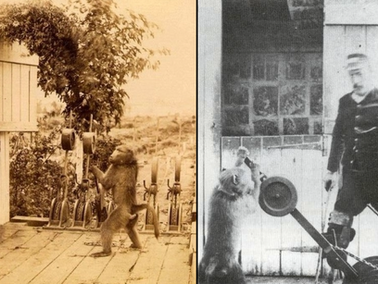 Jack the Baboon: He Worked As A Railway Signal Operator For Nine Years And Never Made A Mistake