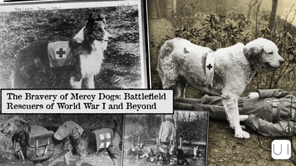 Mercy dogs in WWI, wearing red cross vests, assist soldiers. Collage of images shows dogs in action. Text: "The Bravery of Mercy Dogs."