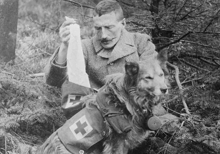 A soldier taking bandages from a satchel on a British mercy dog.