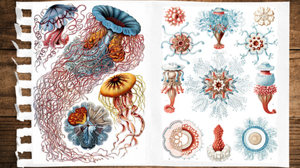 Ernst Haeckel’s Sublime Drawings of Flora and Fauna: A Meeting of Art and Science