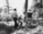 Three men examine a dig site in a forest with trees and bushes. They're focused and hold papers, a shovel visible. Black and white photo.