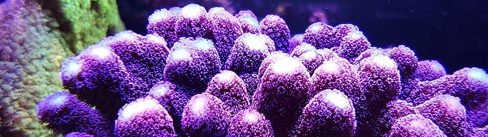 oceanelements8_edited.jpg