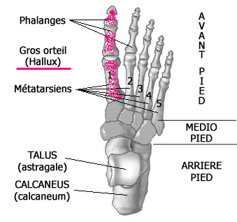 structure du pied du bébé en développement