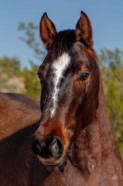 milo - roan gelding for sale portrait