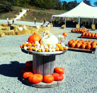Baby Pumpkins!