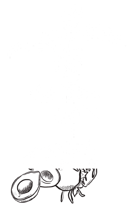 aguacate-02.png