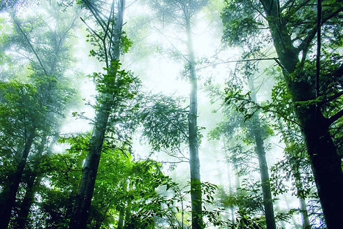 Foggy Forest_edited.jpg