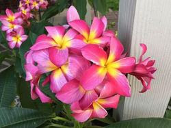 Barbados Plumeria
