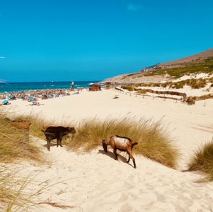 Cala Mesquida, norte de Mallorca, Mallorca, costa norte, dunas, dunas, playa, arena, mar, naturaleza, bahías naturales, experiencia, visita, recreación, vacaciones, cabras,