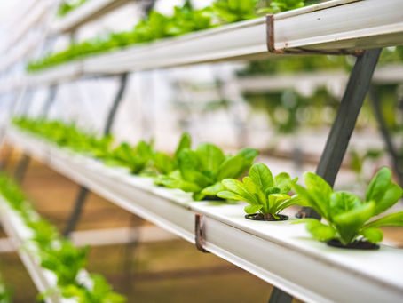 Indoor vs Outdoor Growing: Welches ist richtig für dich?
