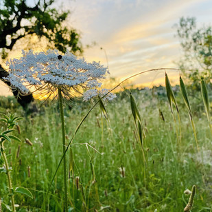 Sonnenuntergang Mallorca Südseite