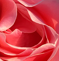 Rose.png