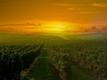 Voyage au cœur du vignoble de Saint-Émilion: printemps pluvieux, printemps heureux...