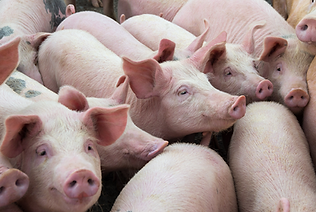 iStock-856508492 pig farm 800px.png