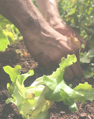 plantando_edited_edited.jpg