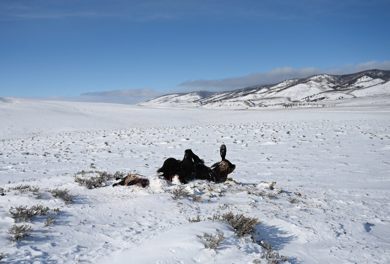 Gray Wolf attacks .webp