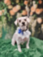 Mickey groomed