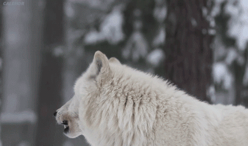 W Gif 1.gif