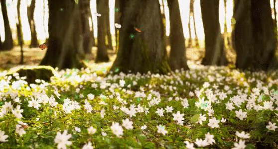 Amanda Gif.gif