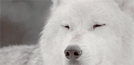 W Gif 3.gif