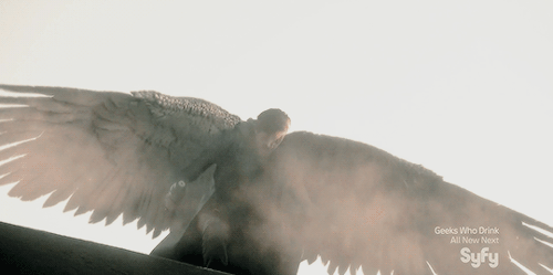 Cala 8.gif