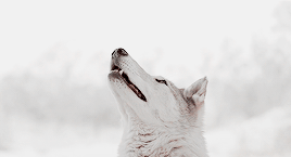 W Gif 4.gif