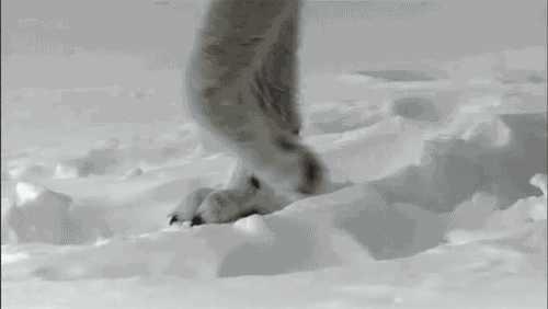 W Gif 2.gif