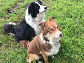 MAY HILL SSSI - A Tree-Topped Hillock and a Bevy of Bovine