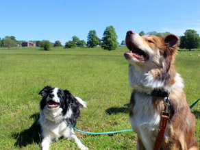 BERRINGTON POOL - Home For Herons